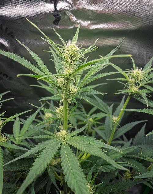 Grow Tent 120x60x180cm (4'x2'x6'). Week 6