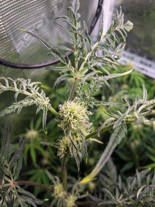 Frosty's Auto Freak | 2L Coco Tray2Grow. Week 8 - D51
