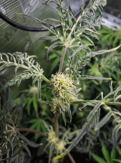 Frosty's Auto Freak | 2L Coco Tray2Grow. Week 8 - D52