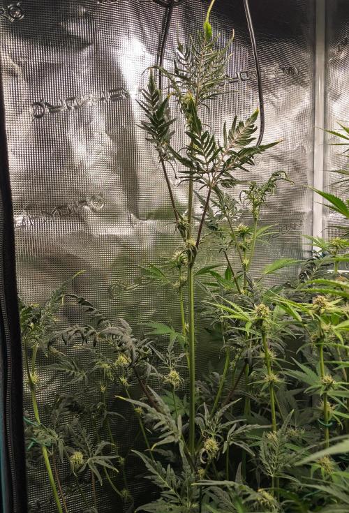 Frosty's Auto Freak | 2L Coco Tray2Grow. Week 8 - D52