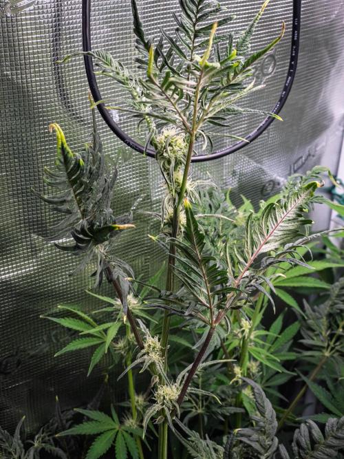 Frosty's Auto Freak | 2L Coco Tray2Grow. Week 8 - D52