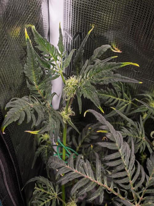 Grow Tent 120x60x180cm (4'x2'x6'). Week 8