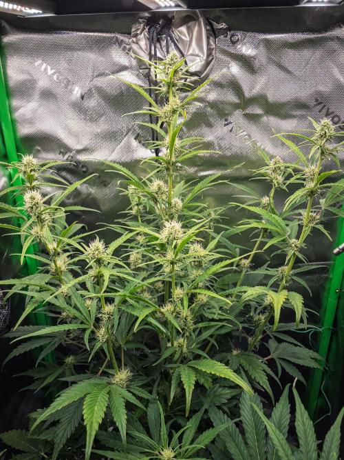 Radical Juice Auto | 4L Coco Tray2Grow. Week 7 - D44