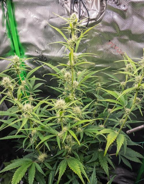 Radical Juice Auto | 4L Coco Tray2Grow. Week 7 - D44