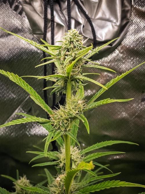 Radical Juice Auto | 4L Coco Tray2Grow. Week 7 - D44 hit with gh pollen
