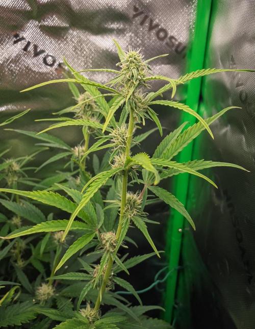 Radical Juice Auto | 4L Coco Tray2Grow. Week 7 - D44 hit with gh pollen