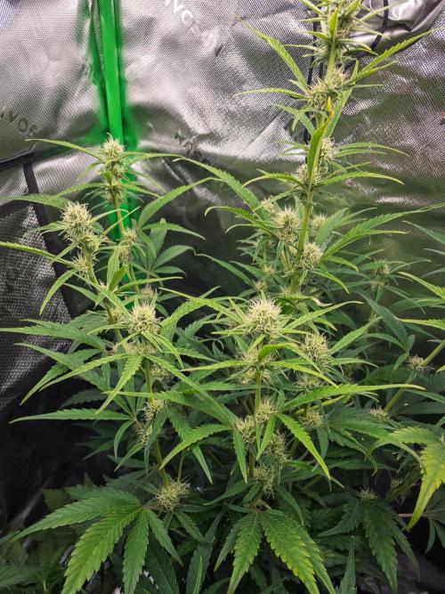 Radical Juice Auto | 4L Coco Tray2Grow. Week 7 - D44 no pollen
