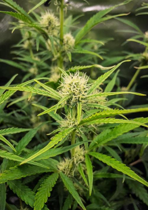 Radical Juice Auto | 4L Coco Tray2Grow. Week 7 - D44 no pollen