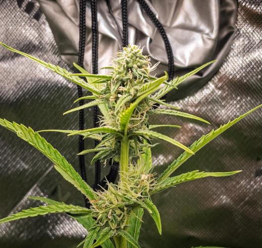 Grow Tent 120x60x180cm (4'x2'x6'). Week 7