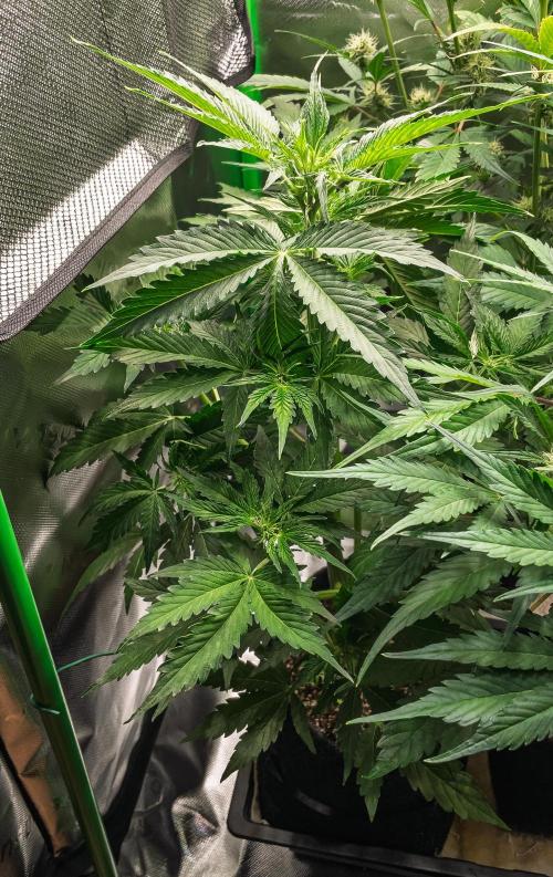 Zombie Kush Auto | 3L Coco Tray2Grow. Week 6 - D42