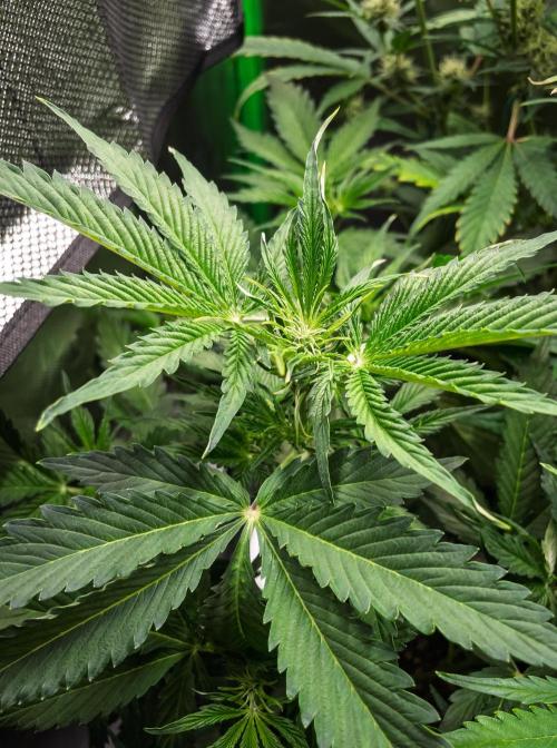 Zombie Kush Auto | 3L Coco Tray2Grow. Week 6 - D42