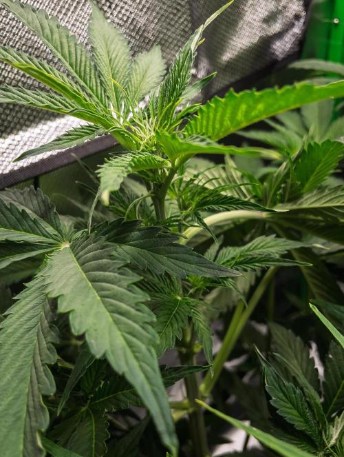 Zombie Kush Auto | 3L Coco Tray2Grow. Week 6 - D42