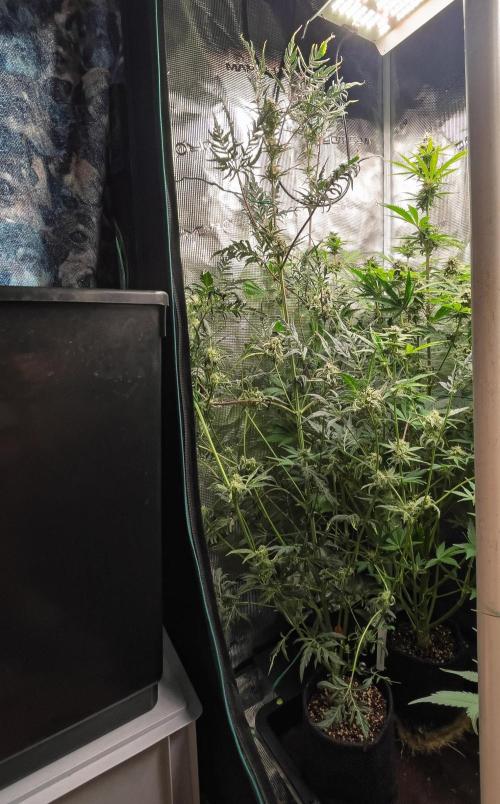 Frosty's Auto Freak | 2L Coco Tray2Grow. Week 9 - D62