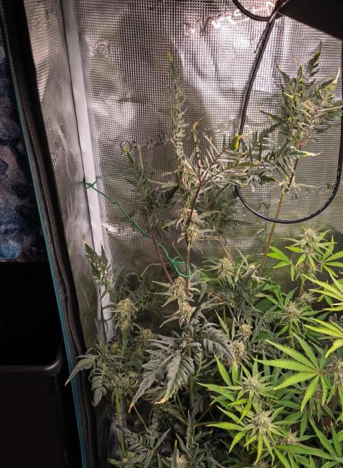 Frosty's Auto Freak | 2L Coco Tray2Grow. Week 9 - D62