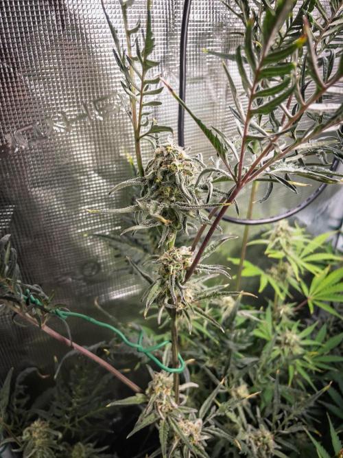 Frosty's Auto Freak | 2L Coco Tray2Grow. Week 9 - D62