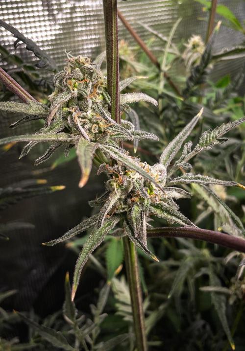 Frosty's Auto Freak | 2L Coco Tray2Grow. Week 9 - D62