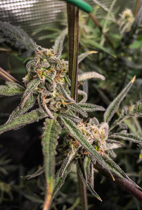 Frosty's Auto Freak | 2L Coco Tray2Grow. Week 9 - D62