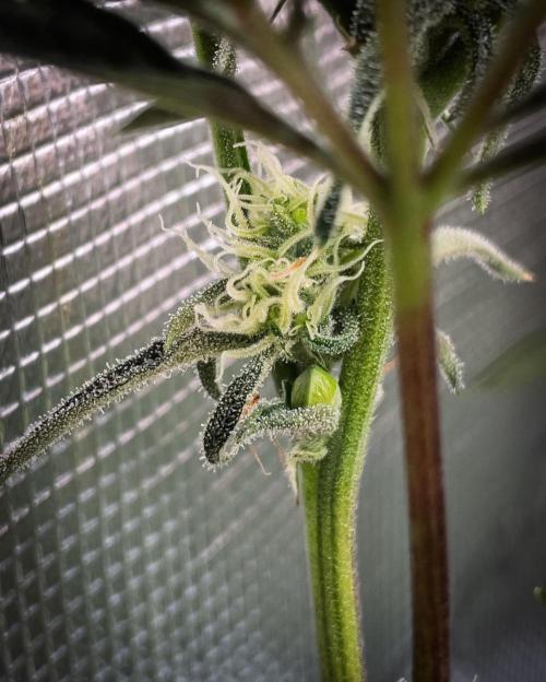 Frosty's Auto Freak | 2L Coco Tray2Grow. Week 9 - D62