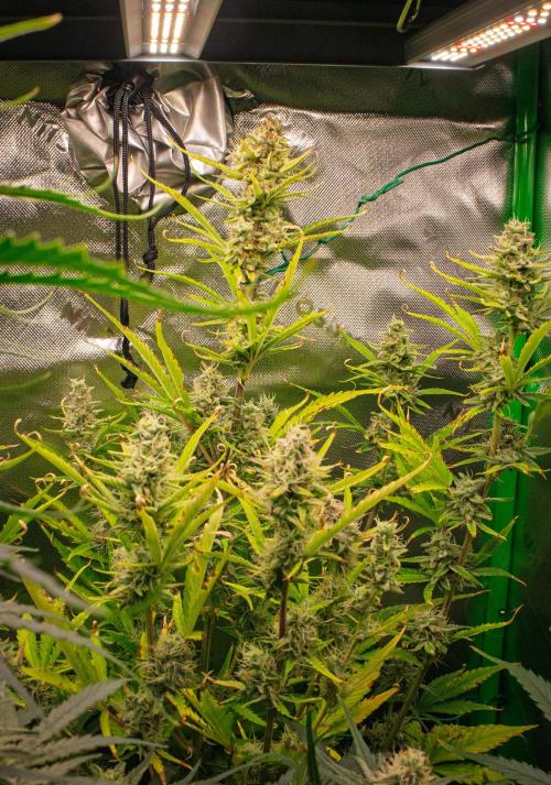 Grow Tent 120x60x180cm (4'x2'x6'). Week 9