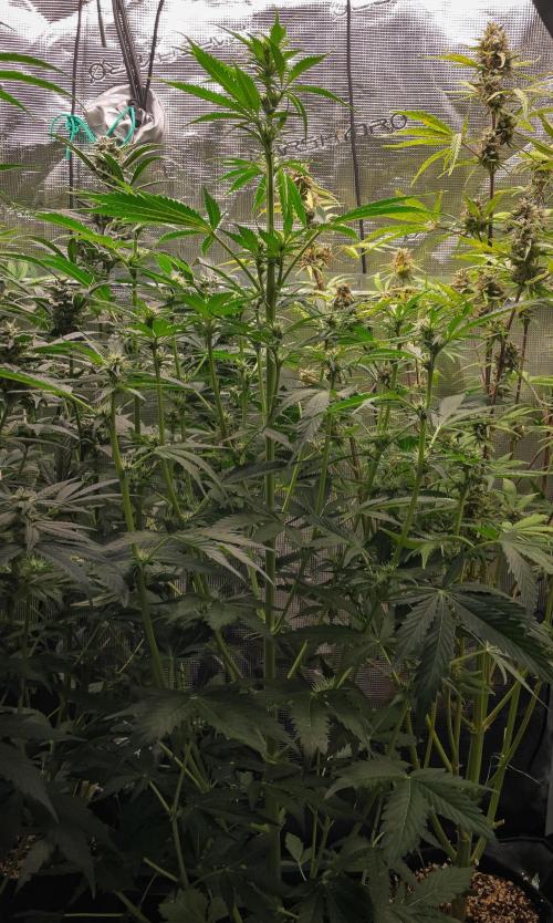 Zombie Kush Auto | 3L Coco Tray2Grow. Week 8 - D53