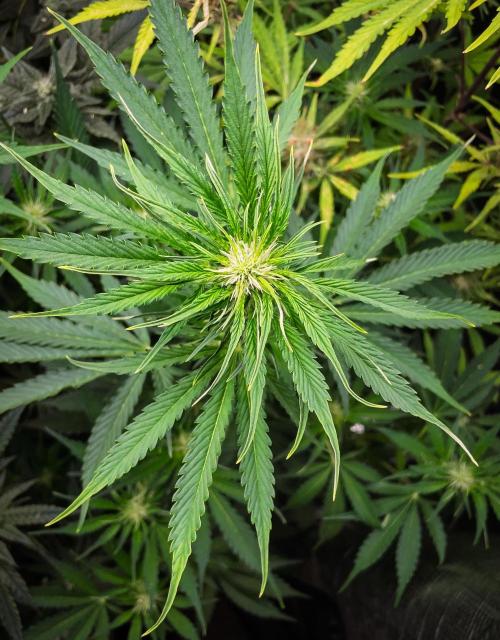 Zombie Kush Auto | 3L Coco Tray2Grow. Week 8 - D53