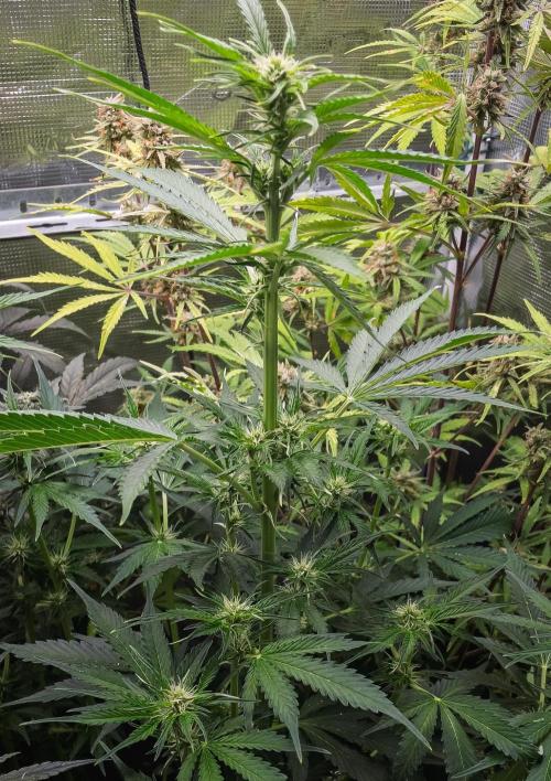 Zombie Kush Auto | 3L Coco Tray2Grow. Week 8 - D53
