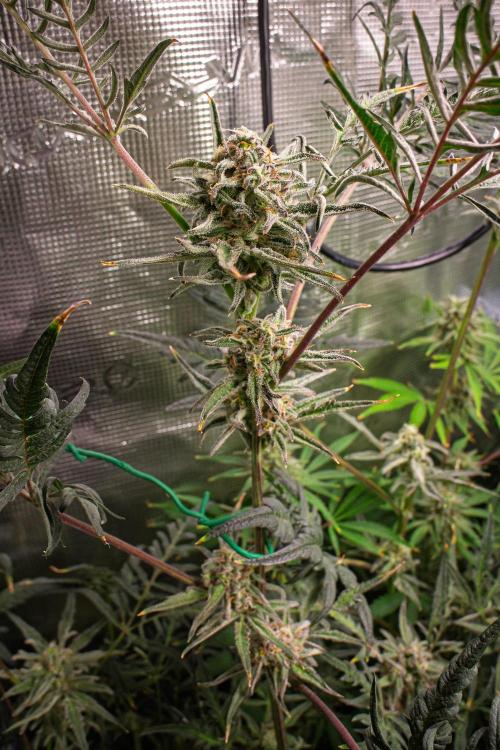 Frosty's Auto Freak | 2L Coco Tray2Grow. Week 10 - D68