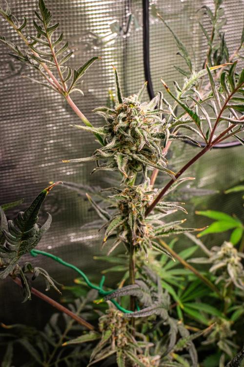 Frosty's Auto Freak | 2L Coco Tray2Grow. Week 10 - D68