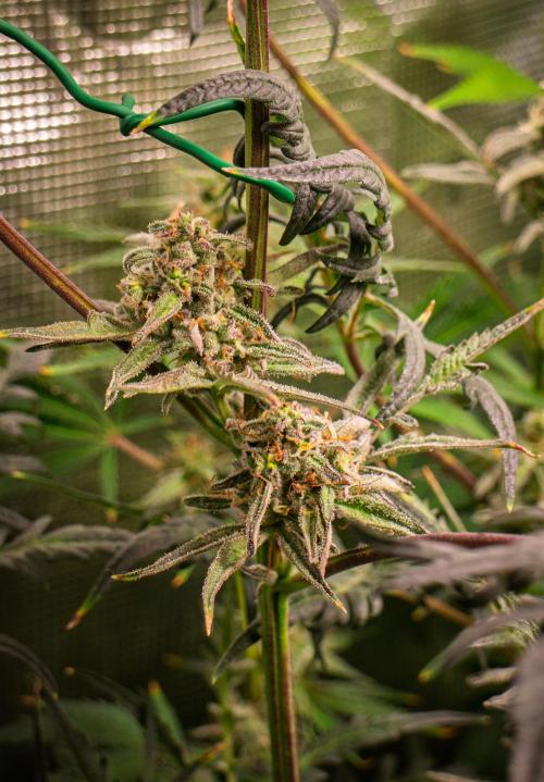 Frosty's Auto Freak | 2L Coco Tray2Grow. Week 10 - D68
