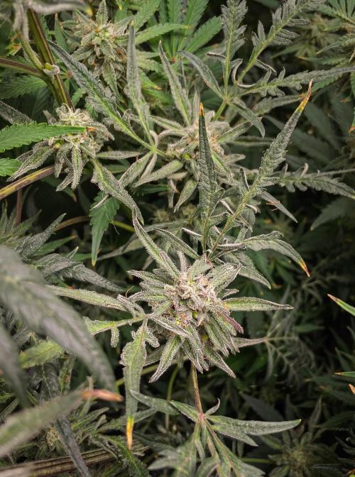 Frosty's Auto Freak | 2L Coco Tray2Grow. Week 10 - D69