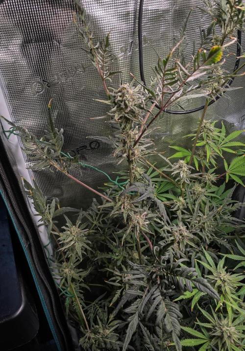 Frosty's Auto Freak | 2L Coco Tray2Grow. Week 10 - D69