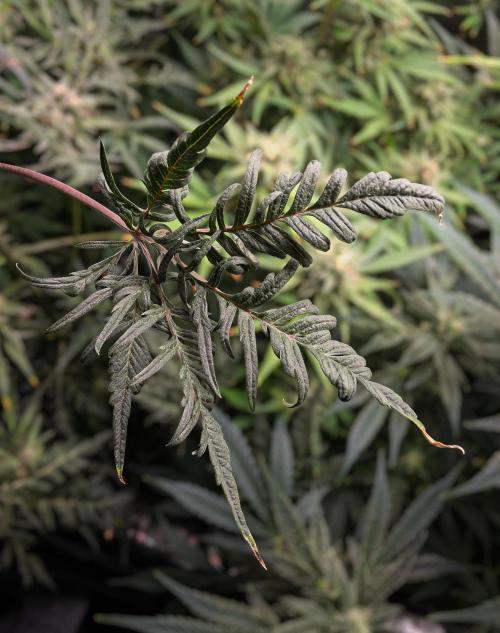 Frosty's Auto Freak | 2L Coco Tray2Grow. Week 10 - D69