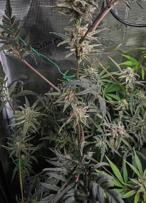 Frosty's Auto Freak | 2L Coco Tray2Grow. Week 10 - D69