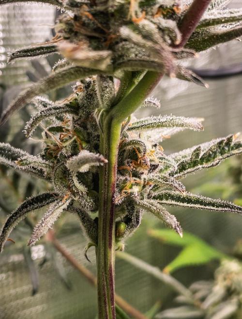 Frosty's Auto Freak | 2L Coco Tray2Grow. Week 10 - D69