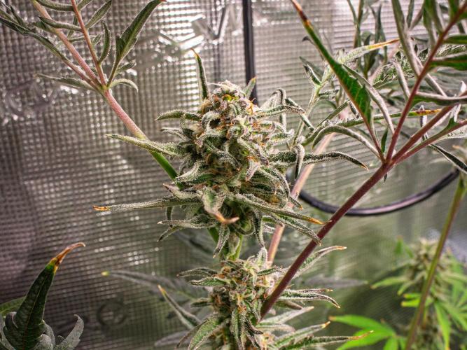 Grow Tent 120x60x180cm (4'x2'x6'). Week 10