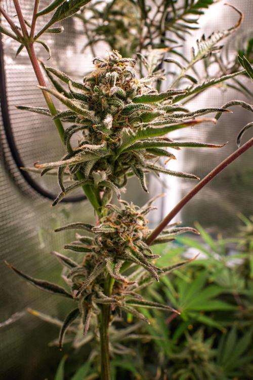 Frosty's Auto Freak | 2L Coco Tray2Grow. Week 11 - D73