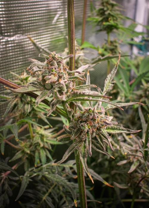 Frosty's Auto Freak | 2L Coco Tray2Grow. Week 11 - D73