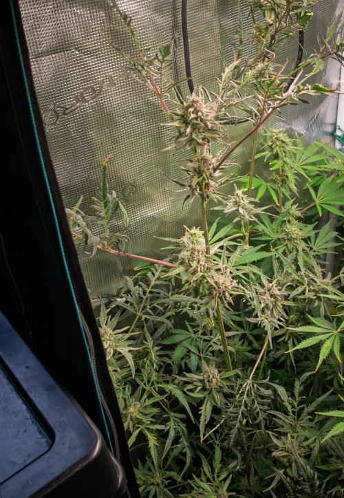Frosty's Auto Freak | 2L Coco Tray2Grow. Week 11 - D73