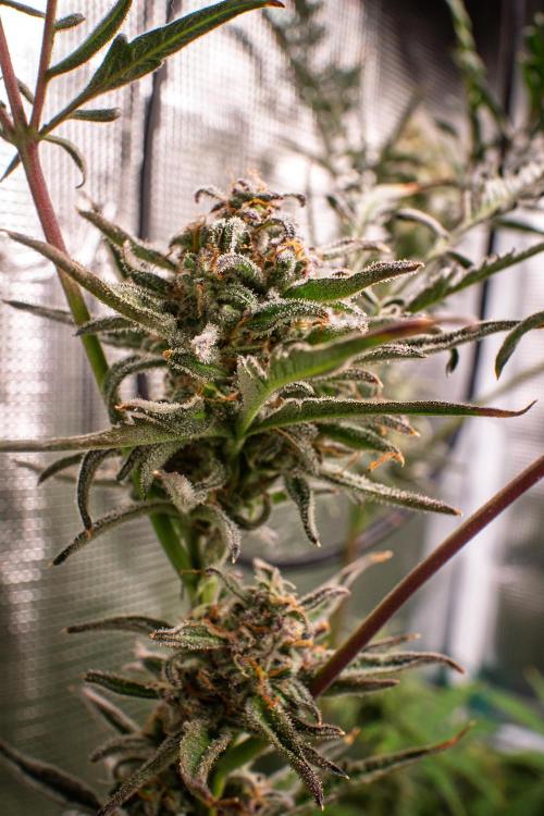 Frosty's Auto Freak | 2L Coco Tray2Grow. Week 11 - D76