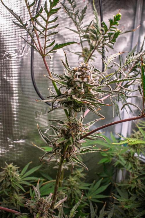 Frosty's Auto Freak | 2L Coco Tray2Grow. Week 11 - D76