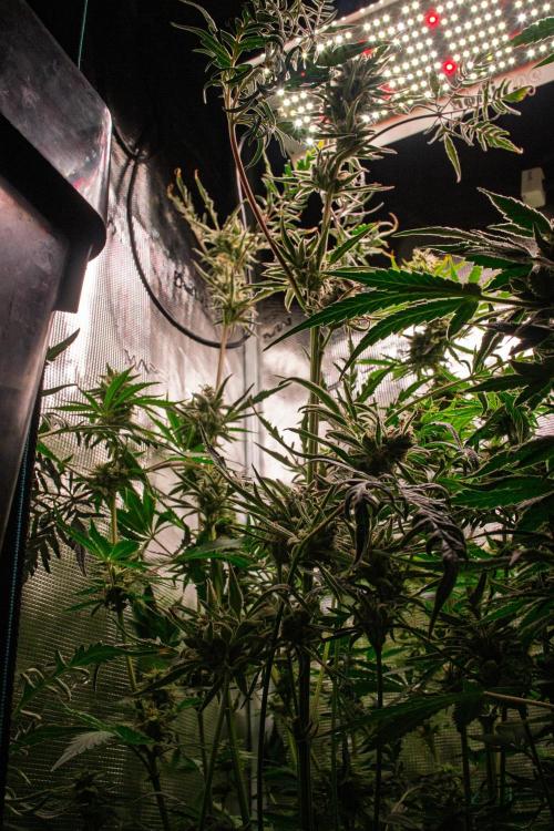 Frosty's Auto Freak | 2L Coco Tray2Grow. Week 11 - D76