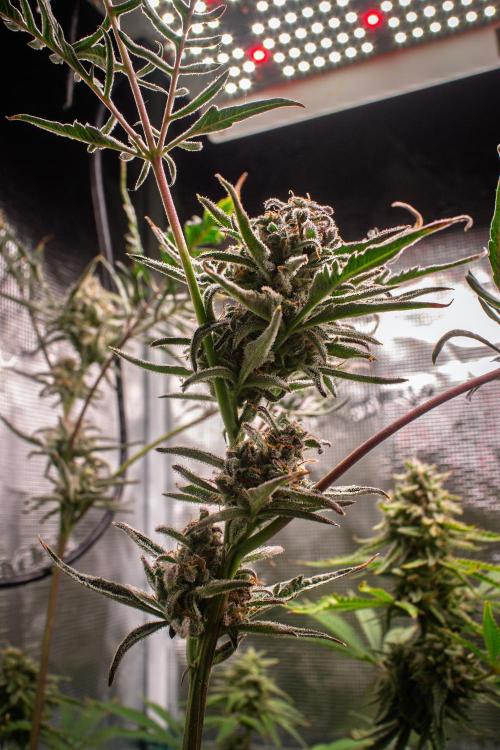 Frosty's Auto Freak | 2L Coco Tray2Grow. Week 11 - D76