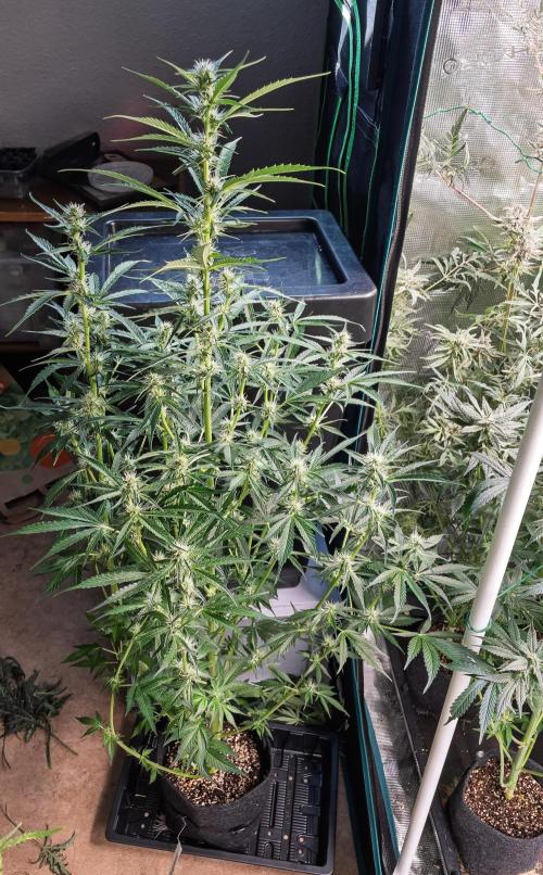 Zombie Kush Auto | 3L Coco Tray2Grow. Week 9 - D61
