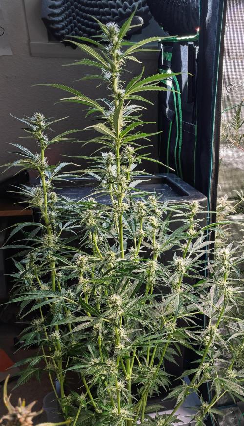 Zombie Kush Auto | 3L Coco Tray2Grow. Week 9 - D61