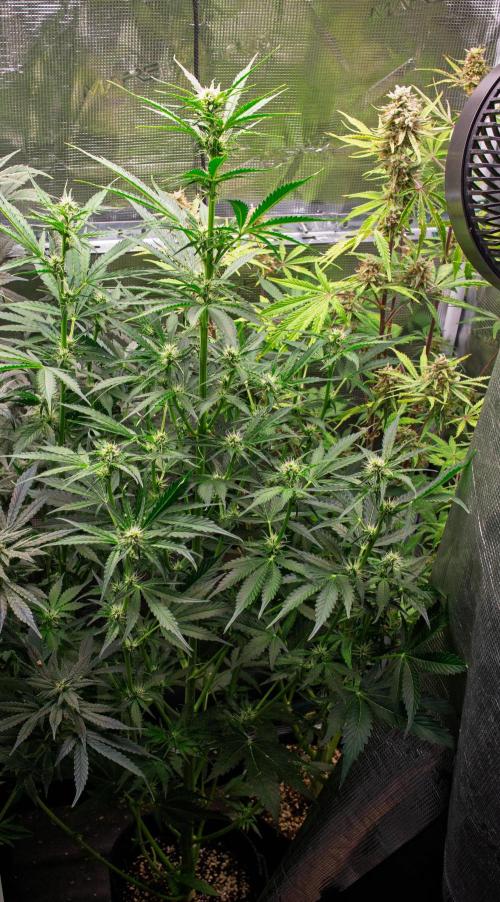 Zombie Kush Auto | 3L Coco Tray2Grow. Week 9 - D61