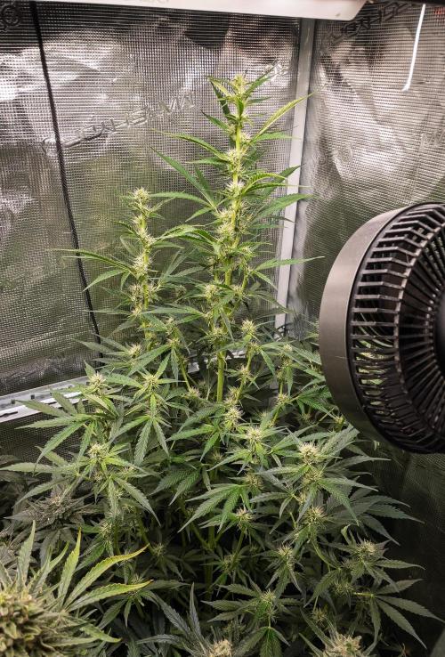 Zombie Kush Auto | 3L Coco Tray2Grow. Week 9 - D63