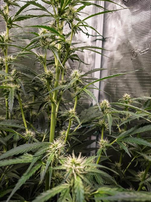 Zombie Kush Auto | 3L Coco Tray2Grow. Week 9 - D63