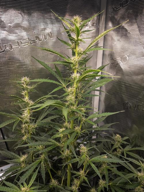 Zombie Kush Auto | 3L Coco Tray2Grow. Week 9 - D63