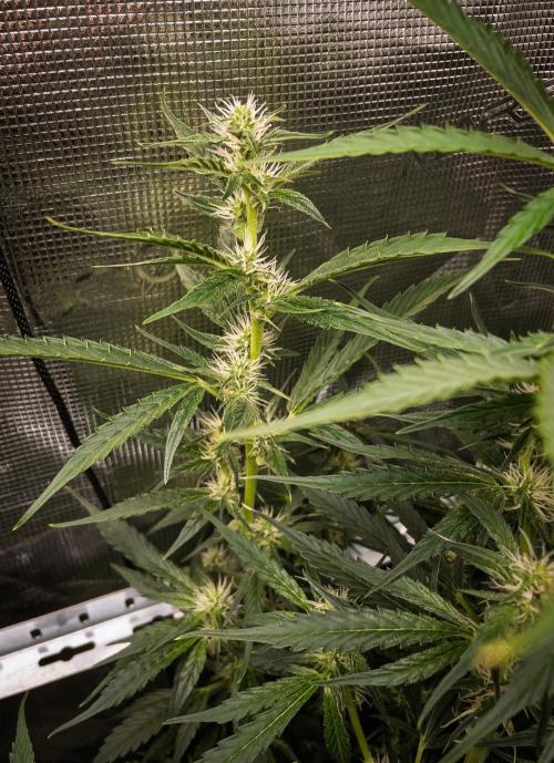 Zombie Kush Auto | 3L Coco Tray2Grow. Week 9 - D63