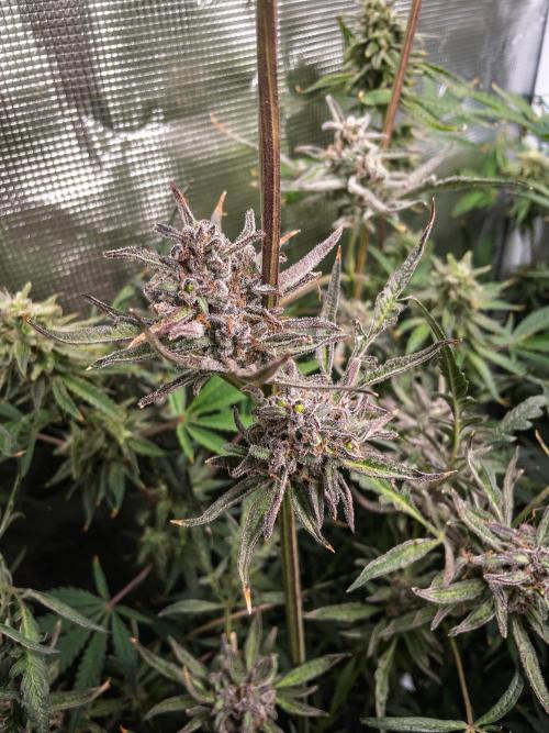Frosty's Auto Freak | 2L Coco Tray2Grow. Week 12 - D83